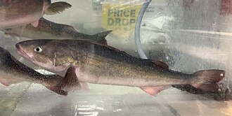 Black Cod