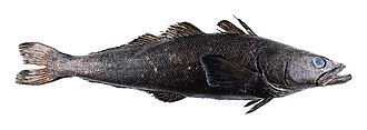 Chilean Seabass