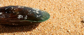 Green Shell Mussels