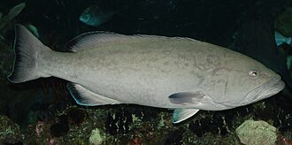 Grouper