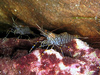 Key West Pink Shrimp