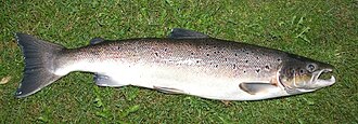 Sushi-Grade Salmon