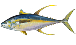 Tuna